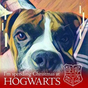 Meet your Posher, Christy